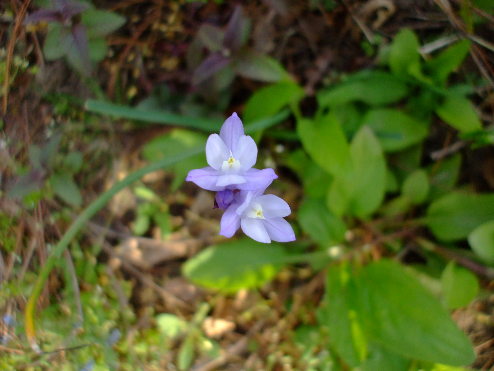 Dichelostemma capitatum